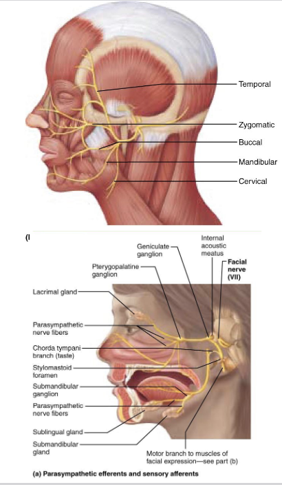 <p>what is components of <span><span>Cranial Nerve VII – Facial Nerve?</span></span></p>