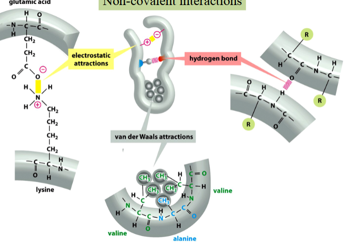 <p>electrostatic interactions, hydrogen bonds, or van der Waals forces</p><p>weak, but collectively strong enough to define the folded structure of a protein</p><p>stabilize the 3D conformations that most proteins and many RNA molecules fold into</p><p>mediate interactions of proteins and nucleic acids between each other and with other molecules of compatible groups</p><p>can be disrupted by denaturants or heat (result in unstructured polymer chains)</p>