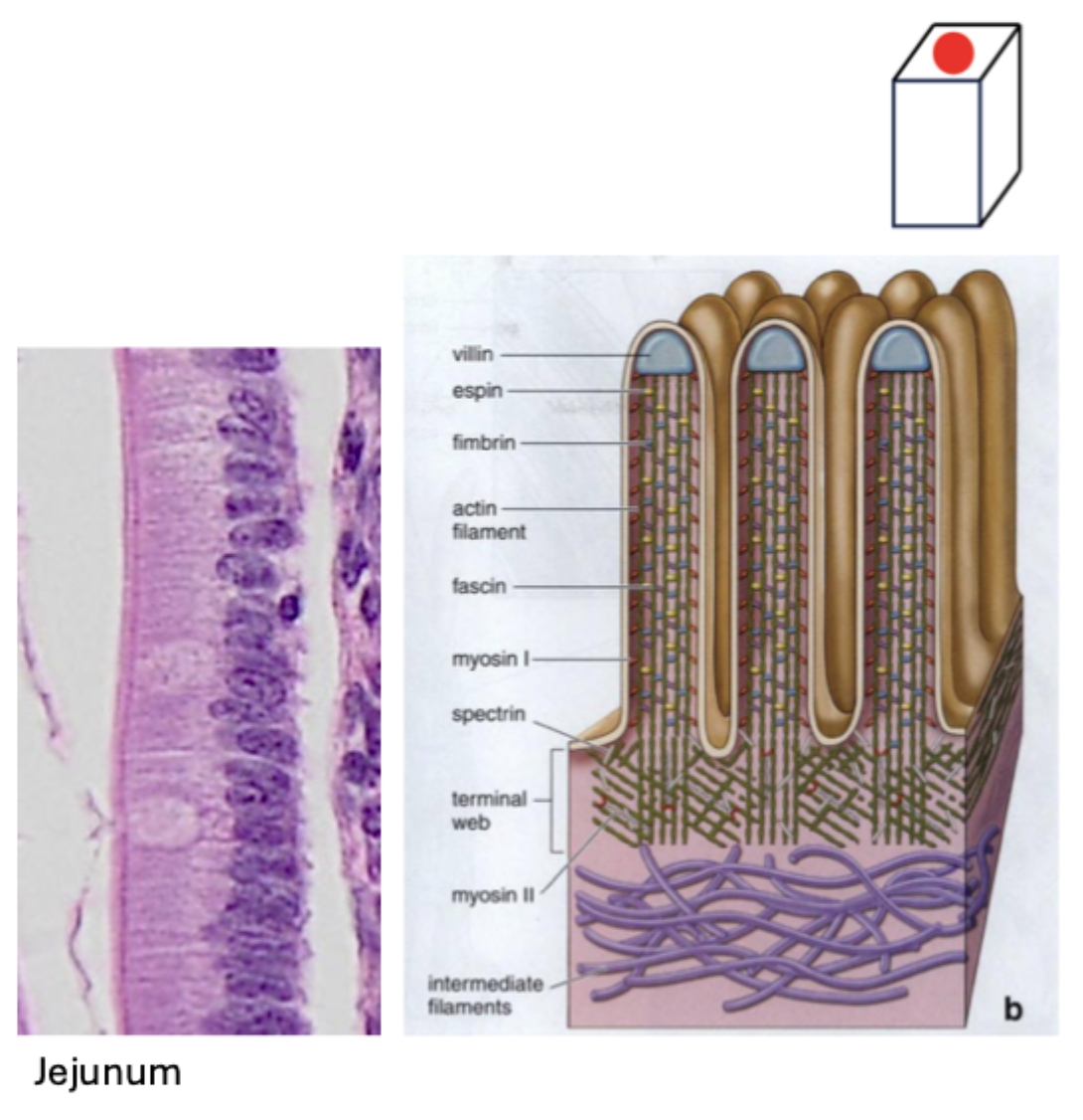 <p></p><ul><li><p><span style="font-family: "Times New Roman";"><span>Små fingerlignende udløbere</span></span></p></li><li><p><span style="font-family: "Times New Roman";"><span>Har </span><strong><span>aktinfilament-kerne (20-30 stk)</span></strong></span></p></li><li><p><span style="font-family: "Times New Roman";"><strong><span>Myosin II og trypomyosin i terminal web mulliggør kontraktion → øger intervilli space (passiv bevægelse)</span></strong></span></p></li><li><p><span style="font-family: "Times New Roman";"><span>Øger </span><strong><span>overfladeareal</span></strong><span> markant (20x)→ </span><strong><span>absorption (fx børstesøm i Gl-kanal)</span></strong></span></p></li><li><p><span style="font-family: "Times New Roman";"><strong><span>Ikke-motile</span></strong></span></p></li></ul><p></p>