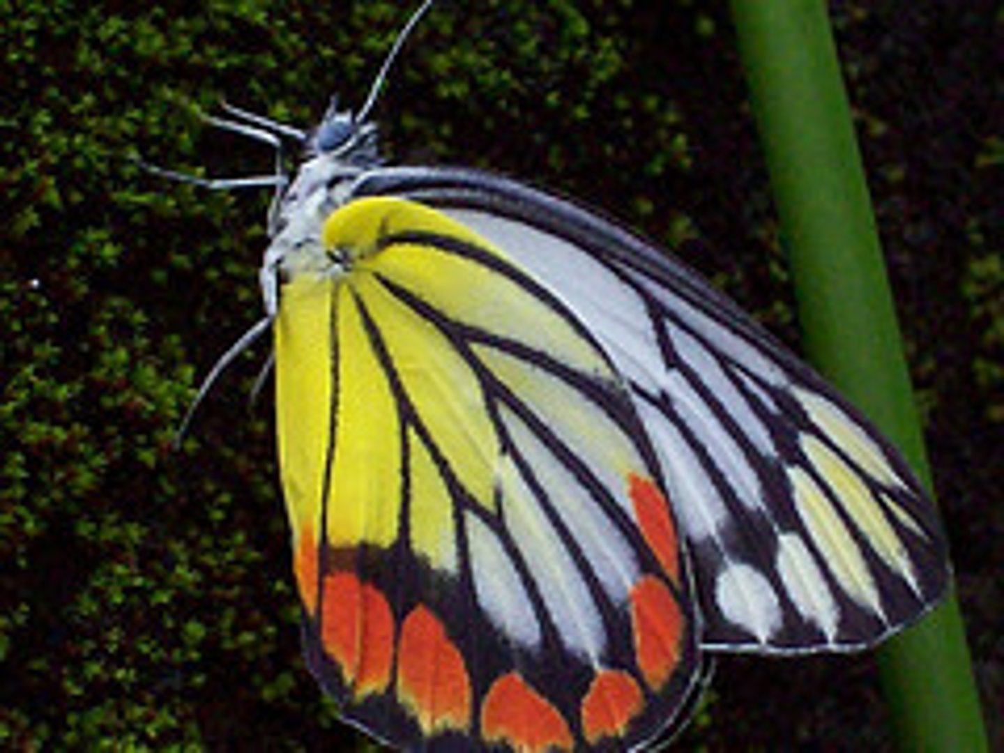 <p>екзотична тварина</p>