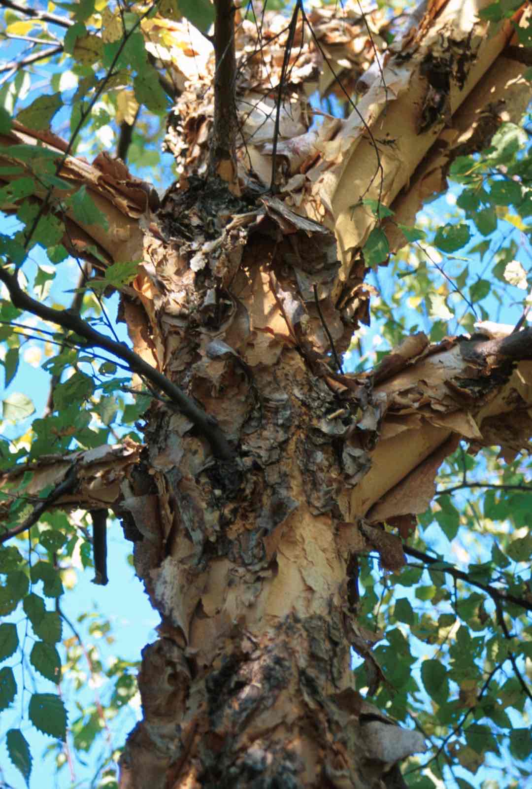 <p>Betula nigra</p>