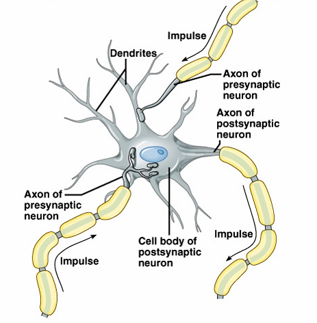 <p>Nerve impulses pass from neuron to neuron at synapses, moving from a pre-synaptic neuron to a post-synaptic neuron.</p><p></p>