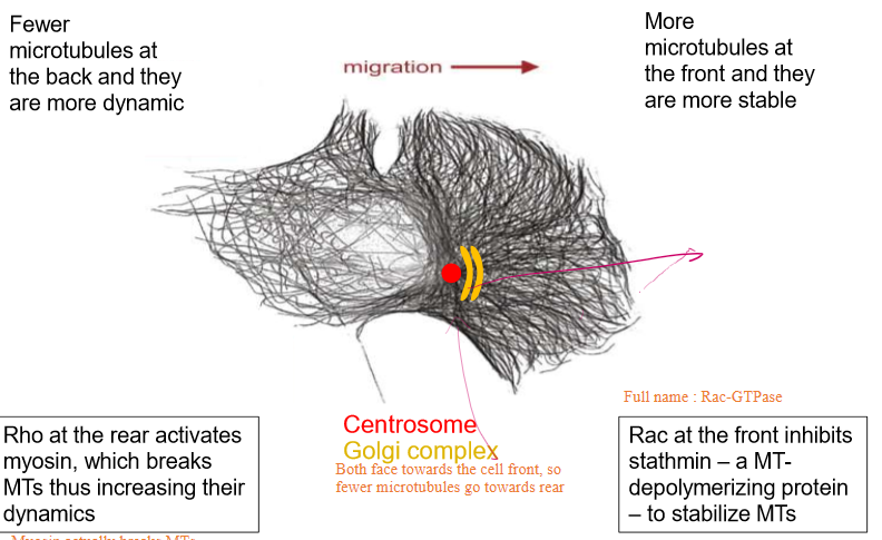 <ul><li><p>Fewer microtubules turn towards the back of the cell to signify the rear</p><ul><li><p>These are more dynamic than the ones at the front and are broken down furthermore by Rho-GTPase</p></li></ul></li><li><p>More microtubules turn towards the front of the cell&nbsp;due to centrosomes and Golgi Complexes facing towards the cell’s front</p><ul><li><p>These are more stable</p></li><li><p>Rac-GTPase is able to inhibit stathmin (a MT depolymerizing and sequestering protein) tp further stabilize the tublin</p><ul><li><p>ALSO inhibits actin polymerization</p></li></ul></li></ul></li></ul><p></p>