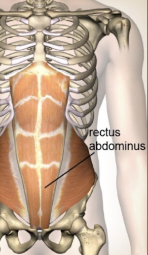 <ul><li><p>greater pelvis muscle</p></li><li><p><strong>paired muscles </strong>that run <strong>vertically on side of anterior abdominal wall</strong> (6-pack)</p></li><li><p>extends <strong>from symphysis pubic</strong> to <strong>costal cartilages </strong>of ribs</p></li><li><p><strong>controls pelvis tilt </strong>and <strong>curvature of lower spine</strong></p></li></ul><p></p>