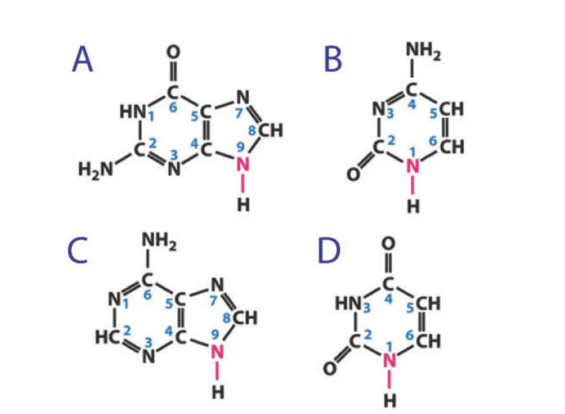 <ul><li><p>A and C are purines which are indicated by the double rings</p></li><li><p>B and D are pyrmidines which are indicated by the single rings</p></li><li><p>A is guanosine</p></li><li><p>D is uracil</p></li><li><p>There are 3 opportunities for forming hydrogen bonds between these bases . These bases are guanosine and cytosine. N9 does not participate in hydrogen bonding in RNA, because it's linked to the ribose sugar</p></li></ul>