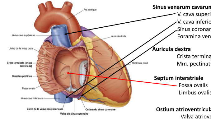 <p>im Septum interatriale</p><p>→ Als Fötus kommt das oxygenierte Blut im rechten Atrium an, da die Lungen nicht funktionell sind und oxygeniertes Blut von der Nabelschnur kommt. Es gibt eine Öffnung zwischen rechtem &amp; linkem Atrium (Fossa ovalis), welches sich wieder schliesst, wenn sich der Druck verändert, sobald die Lungen funktionell sind → bei Geburt</p>