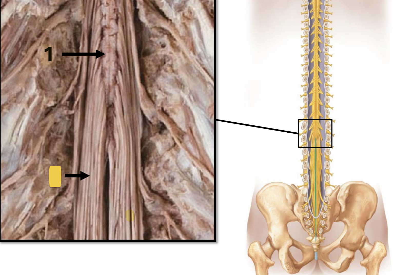 <ul><li><p>strands of fibers: “horse’s tail”</p></li><li><p>extends from the distal end of the spinal cord</p></li><li><p>composed of nerve roots</p></li></ul><p></p>