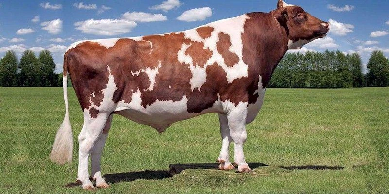<p>Originated in the country of Ayr in Scotland. They ranked third among the dairy breeds in average milk produced per cow and fourth among the dairy breeds in average milkfat produced per cow.</p>
