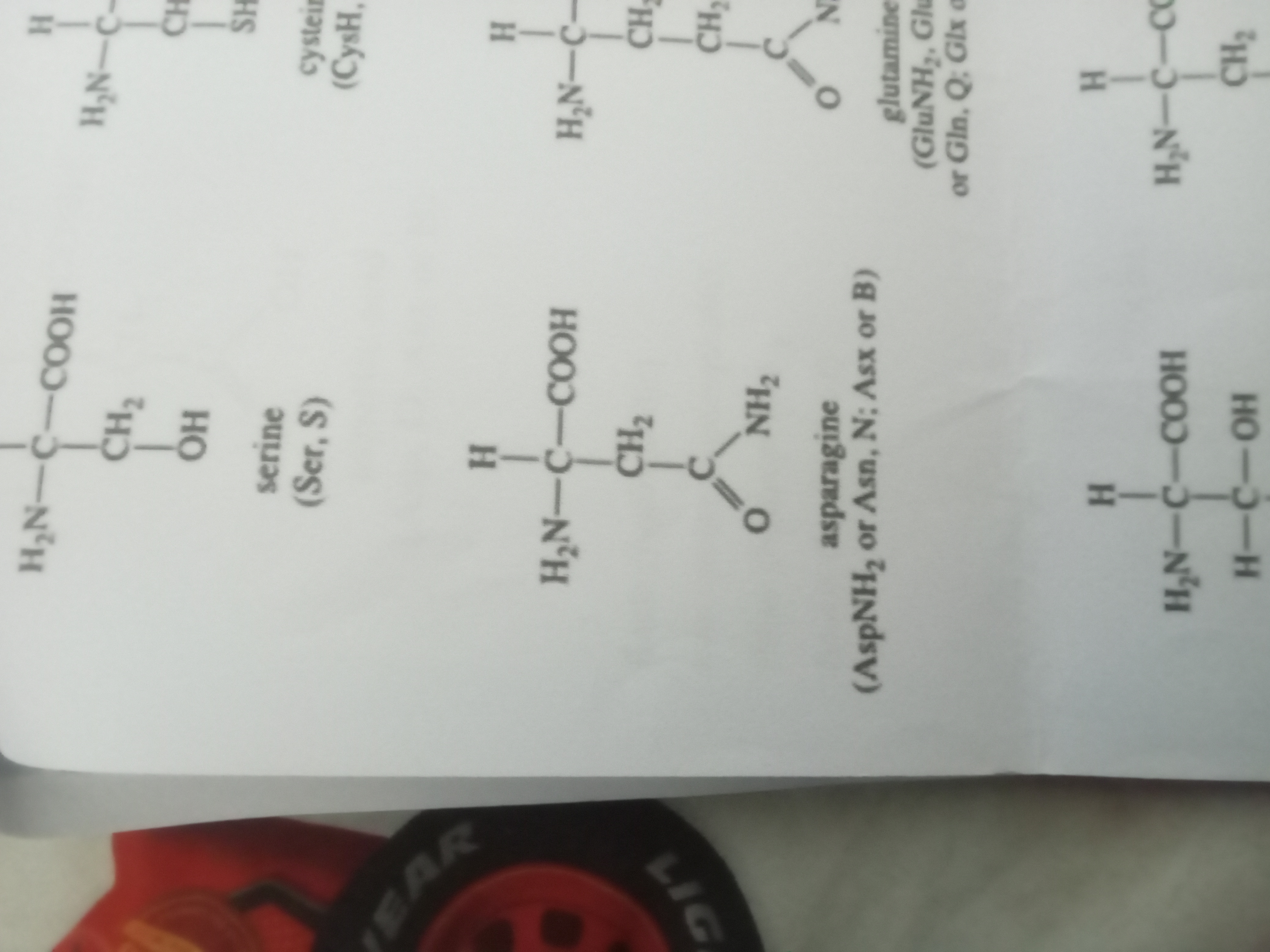 <p>Asparagine </p>
