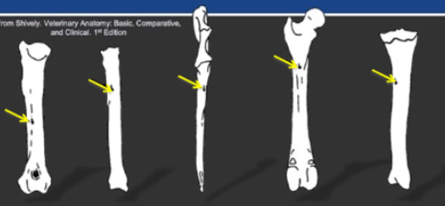 <p>-May resemble an oblique fracture on radiographs</p><p>-Often where signs of panosteitis are first detectable</p><p>-Position is fairly consistent for each bone</p>