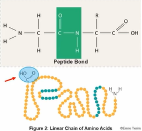 <p>made up of linear chains of amino acids</p>