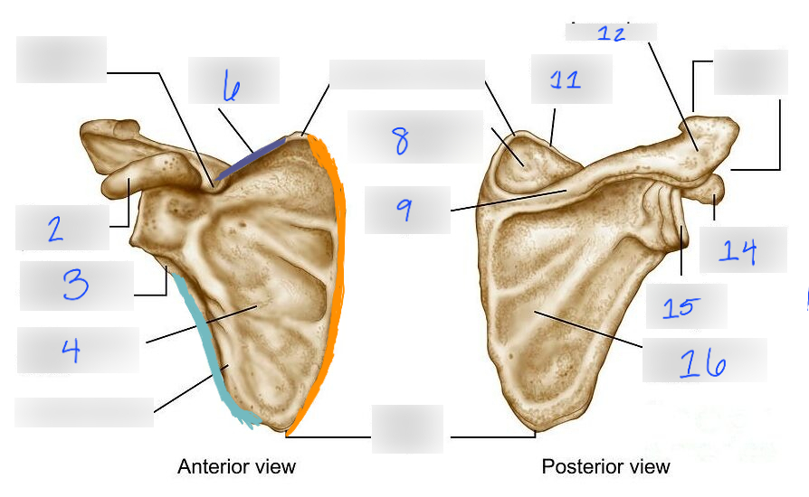 <p>Name the bone</p>