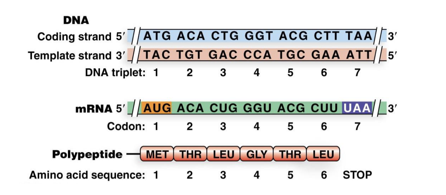 <ul><li><p>protein coding region of an mRNA is made up of non-overlapping nucleotide triplets (codons) which each correspond to an AA</p></li></ul><p></p>