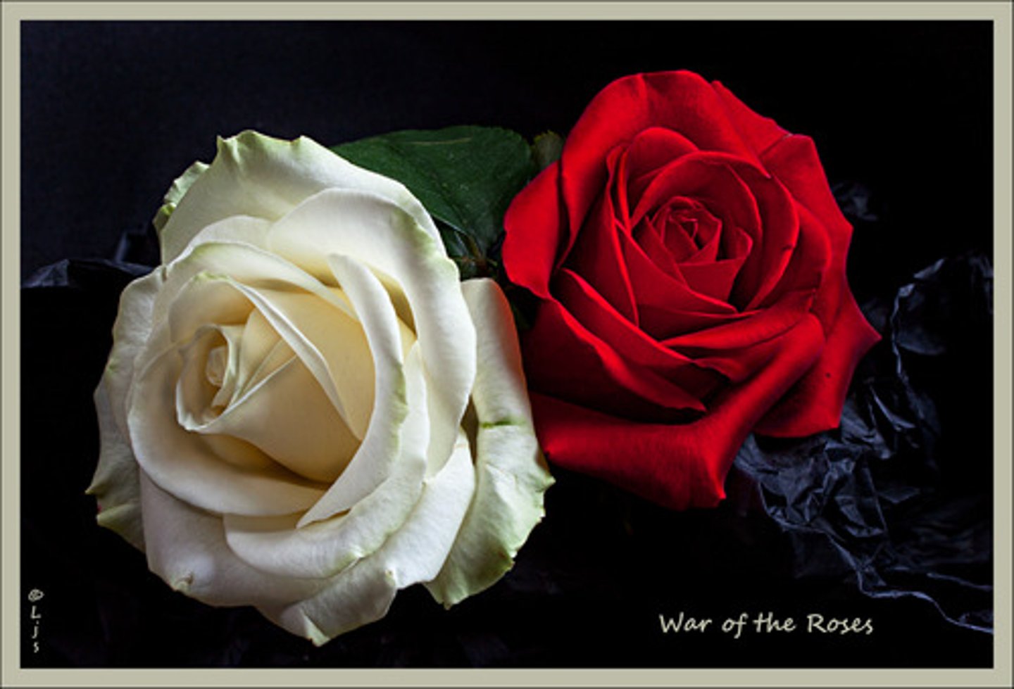 <p>Nickname for the fight over the passage for the 19th Amendment in Tennessee. The people in TN were divided and would wear a rose that would show which side you supported. A Yellow Rose meant that you supported women's suffrage and a Red Rose meant you were against it.</p>