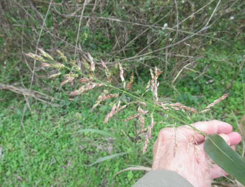 <p>Synapomorphies: long light stripe in center of leaf</p><p>Characteristics: panicle inflorescence, reddish color</p>