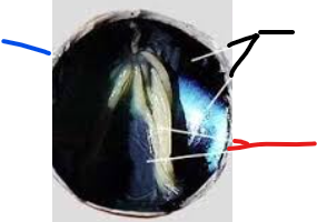 <p>black and function</p>