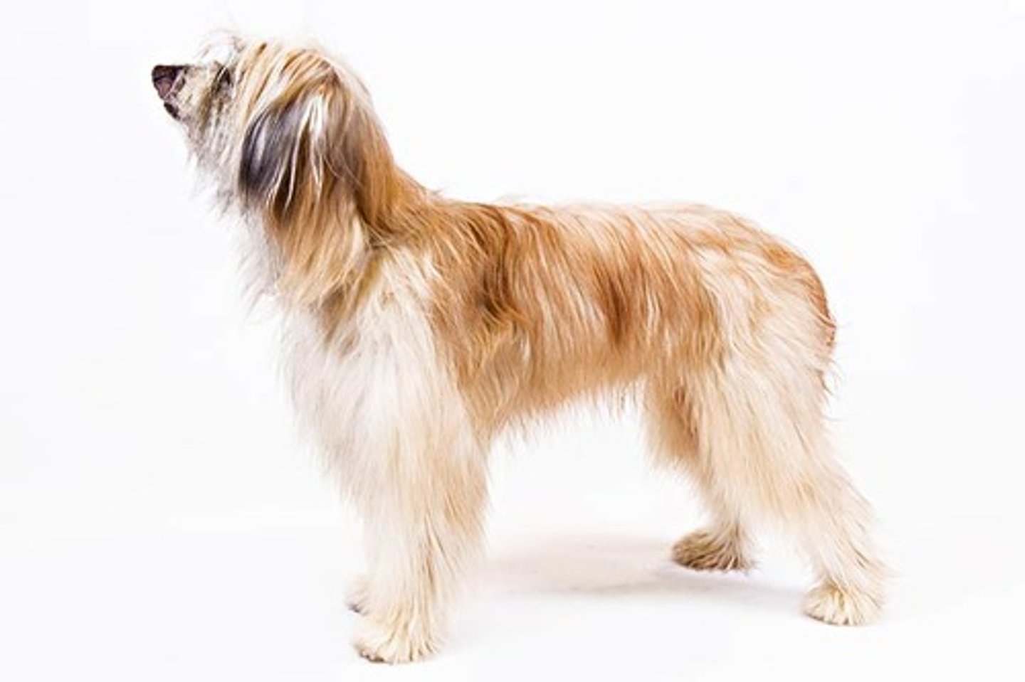 <p>Affectionate, Active, Enthusiastic</p><p>AKC Breed Popularity: Ranks 176 of 194</p><p>Height: 15.5-18.5 inches (male rough-faced), 15-18 inches (female rough-faced), 15.5-21 inches (male smooth-faced), 15.5-20.5 inches (female smooth-faced)</p><p>Weight: 15-30 pounds</p><p>Life Expectancy: Late teens</p><p>Group: Herding Group</p>