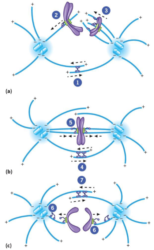 <ul><li><p>powered by microtubule motors (dynein and kinesin-related proteins)</p></li><li><p>located at spindle poles and kinetochores, keeps poles apart</p></li><li><p>bring chromosomes to metaphase plate and keep them there</p></li><li><p>elongate the spindle during anaphase B</p></li></ul><p></p>