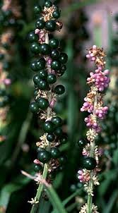 <p><span>Grass-like perennial with narrow green leaves and small purple or white flower spikes. Used as groundcover or for borders.</span></p>