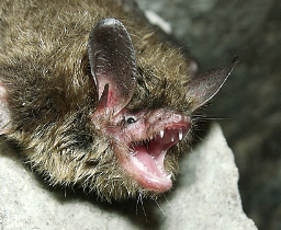 <p>northern myotis</p>
