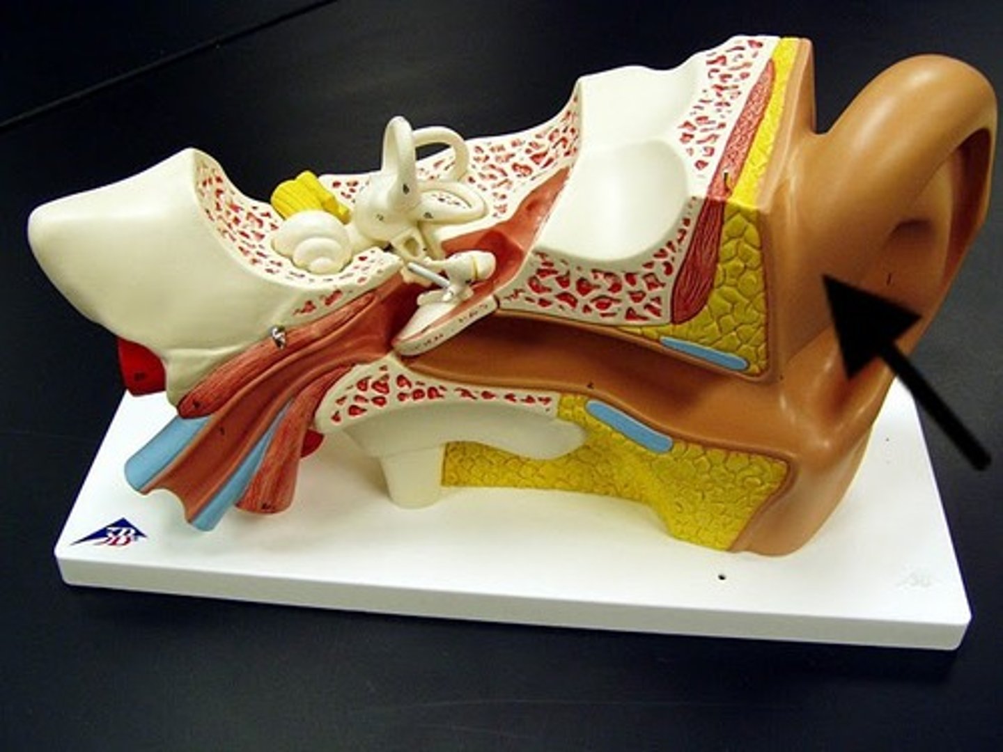 <p>flap of the ear; the protruding part of the external ear, or pinna</p>