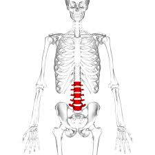 <p>5 large vertebrae in lower back - between thoracic vertebrae and sacrum</p>
