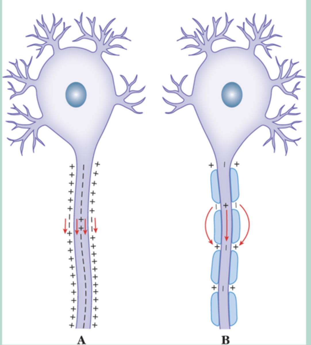 <p>1. myelination provides electrical insulation, preventing action potentials from forming there</p><p>2. depolarisation will only occur at the Nodes of Ranvier</p><p>3. saltatory conduction, where action potentials "jump" from node to node</p><p>4. therefore, action potential passes faster along a myelinated axon - since depolarisation doesn't need to occur along the whole length of axon</p>