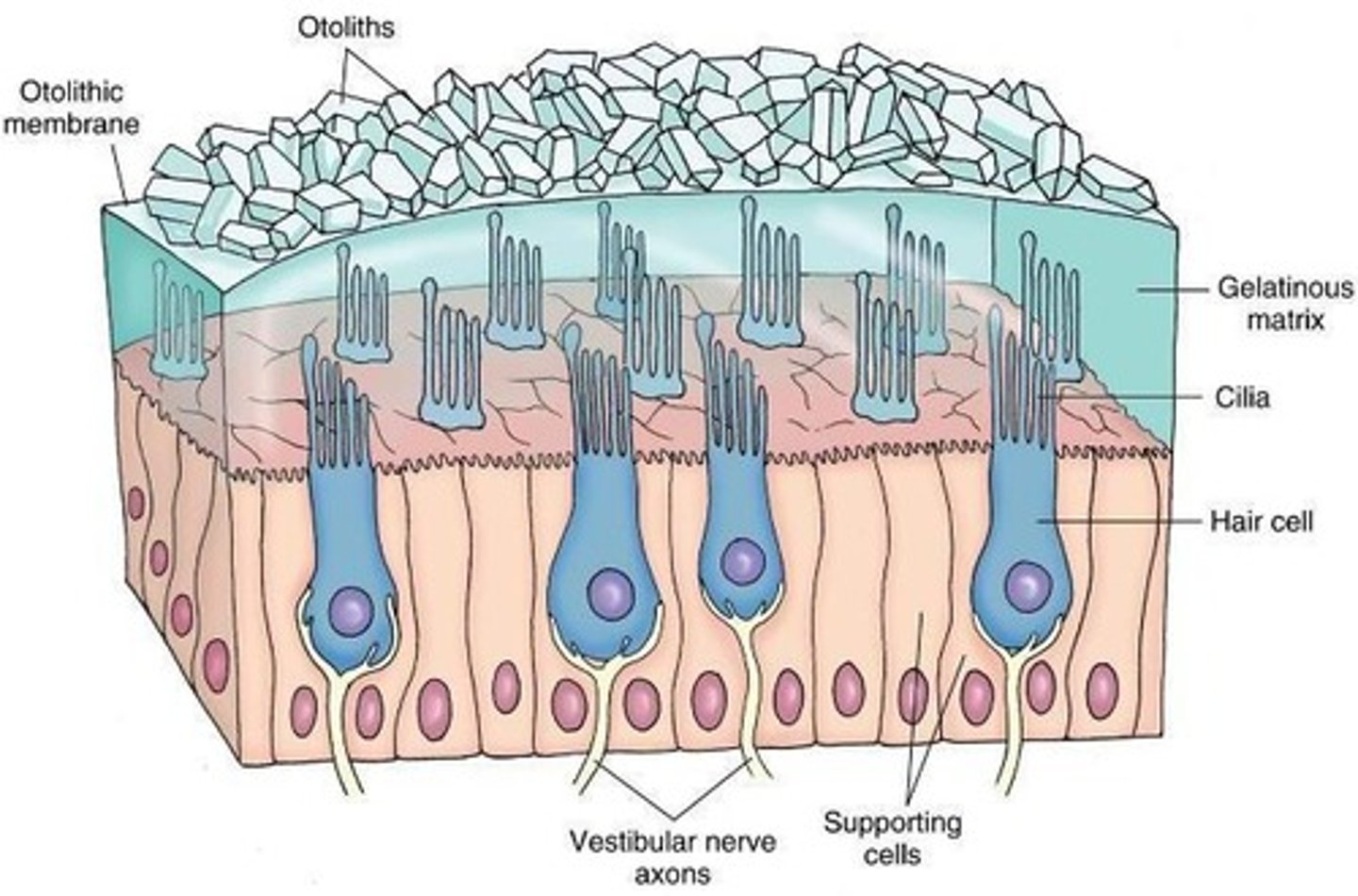 <p>one in utricle and one in saccule</p>