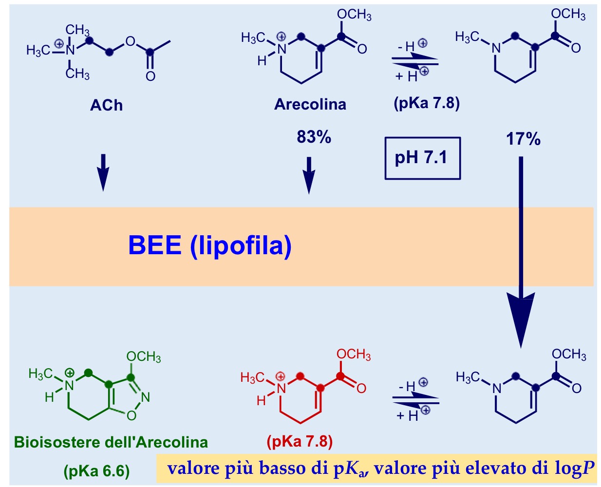 <p>P.53</p><p>Molecola di origine naturale</p><p>Molecola basica pka=7,8 una piccola percentuale a pH fisiologico non è protonata quindi può andare a livello centrale dove si protona completamente e quindi rimane “bloccata” e svolge la sua azione.</p><p>per renderla meno basica quindi più lipofila e più attiva si è creato un suo bioisostero ossia è stato aggiunto un gruppo isossazolico.</p><p> Il derivato propargilico, invece, è più attivo di ACh ed è selettivo per gli M2</p>