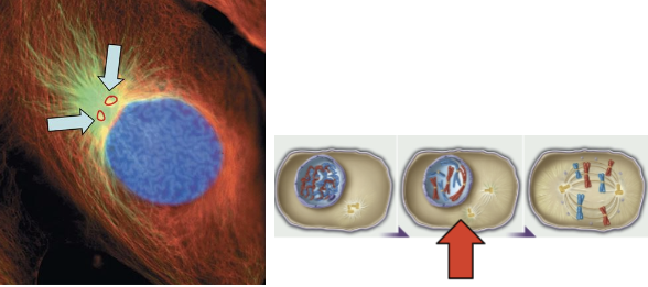 <ul><li><p>chromosomes condense</p></li><li><p>spindle apparatus forms</p></li><li><p>2nd centrosome forms</p></li><li><p>nuclear envelope begins to breakdown</p></li><li><p>nucleolus disappears</p></li><li><p>cytoskeleton of interphase is dismantled</p></li></ul><p></p>
