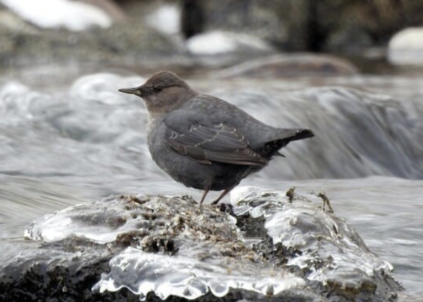 <ul><li><p>North America’s only aquatic songbird</p></li><li><p>dives underwater to forage for aquatic larvae</p></li><li><p>build mossy, domed nests under small waterfalls</p></li></ul><p></p>