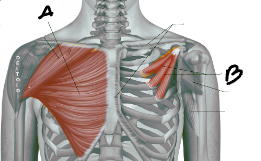 <p>What is the name of this Muscle? (A)</p>