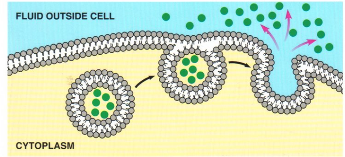 What type of transport does this show?