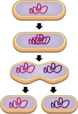 <p>single celled parents organism undergoes mitosis to produce two new organisms (e.g. bacteria, protists)</p><ol><li><p>bacteria/protist must replicate it’s genetic material</p></li><li><p>cytokinesis occurs, dividing the organism into two parts</p></li><li><p>each new organism receives one copy of DNA</p></li></ol>