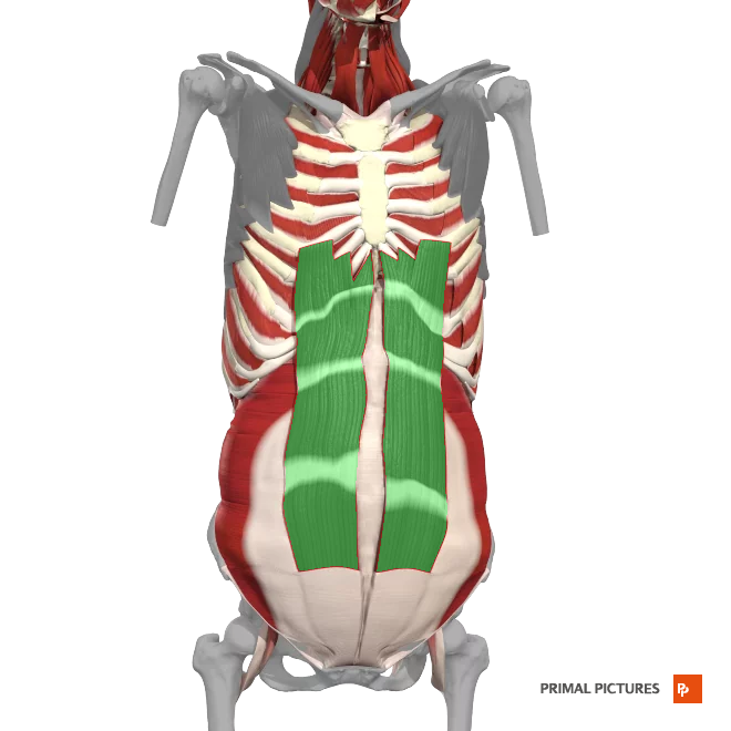 <p>Flexion of the trunk </p>