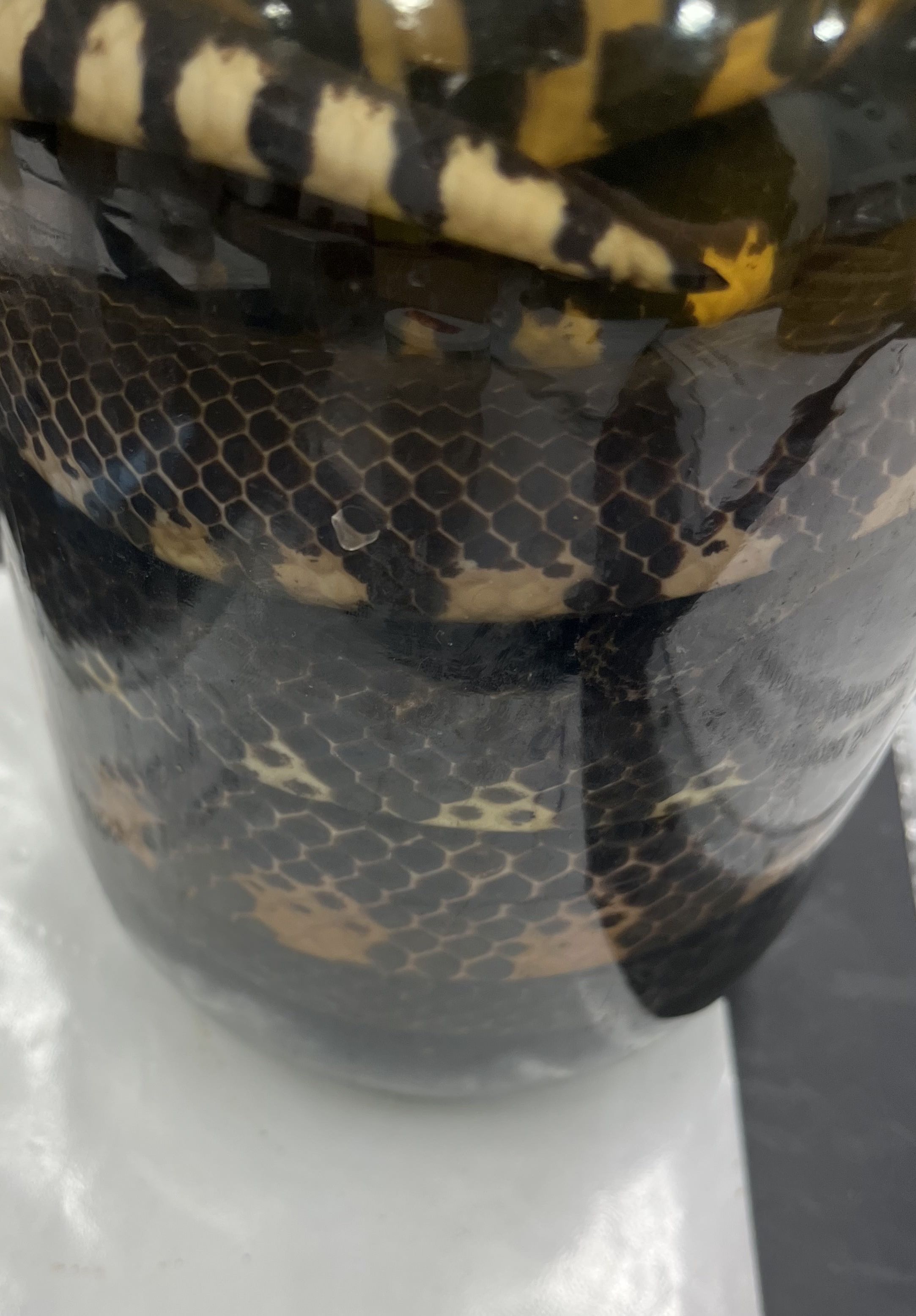 <ul><li><p>black swoops into diamonds on belly</p></li><li><p>large size</p></li><li><p>small head</p></li></ul><p></p>