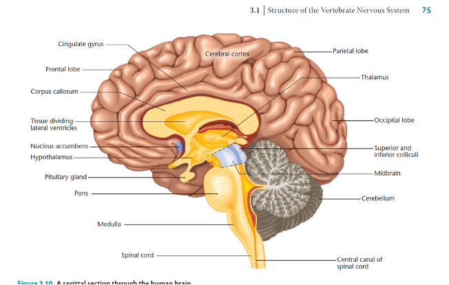 <p><span>·</span><span style="font-size: 7pt; font-family: &quot;Times New Roman&quot;">&nbsp;&nbsp;&nbsp;&nbsp;&nbsp;&nbsp; </span><span style="font-family: &quot;Aptos Narrow&quot;, sans-serif; color: red"><strong>Cerebral cortex</strong></span><span style="font-family: &quot;Aptos Narrow&quot;, sans-serif"><strong> – <em>(think of bark of tree).</em></strong></span></p><p class="MsoListParagraphCxSpLast"><span>·</span><span style="font-size: 7pt; font-family: &quot;Times New Roman&quot;">&nbsp;&nbsp;&nbsp;&nbsp;&nbsp;&nbsp; </span><span style="font-family: &quot;Aptos Narrow&quot;, sans-serif">Under the cerebral cortex are the </span><span style="color: #ff0000"><strong>thalamus,</strong> <strong>basal ganglia,</strong></span><span> and <strong>limbic system</strong></span><span style="font-family: &quot;Aptos Narrow&quot;, sans-serif"> (</span><span style="font-family: &quot;Aptos Narrow&quot;, sans-serif; color: red"><strong>olfactory bulb, hypothalamus, amygdala, cingulate gyrus).</strong></span></p><p></p>