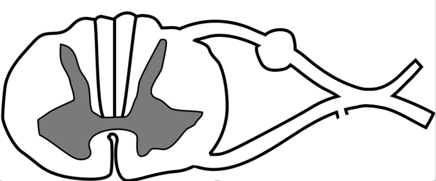 <p>label the spinal nerve</p><p>where is the GSA located?</p><p>where is the GSE located?</p>