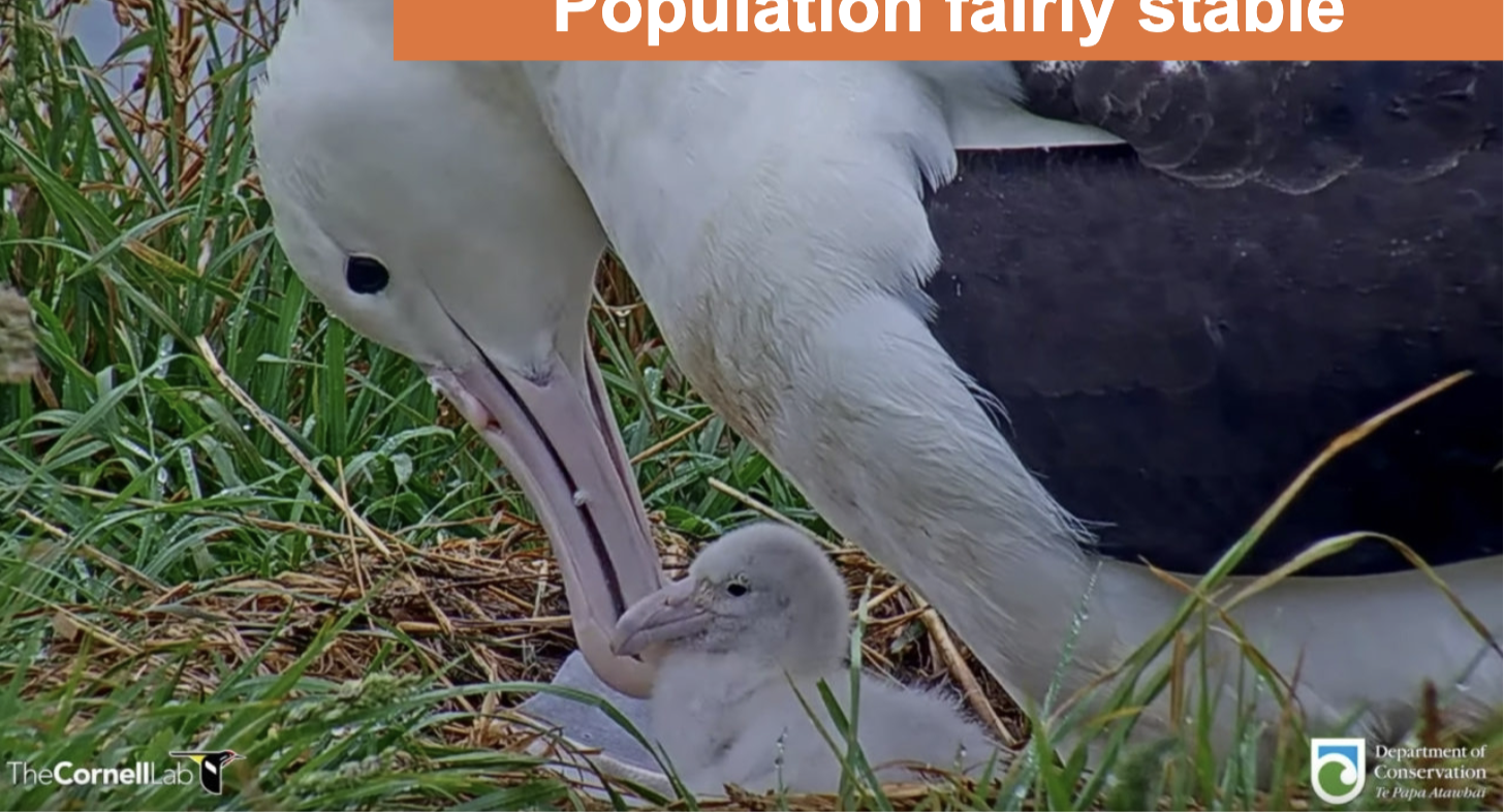 <p>R: Invest in reproduction; small with short life spans and wider population fluctuations.<br>K: Invest in survival; Large with long life spans and fairly stable.</p>