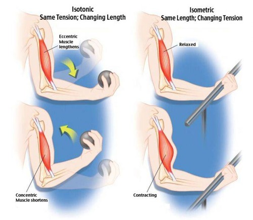 <p>An isotonic contraction involves muscle shortening and movement, such as lifting a weight.</p>