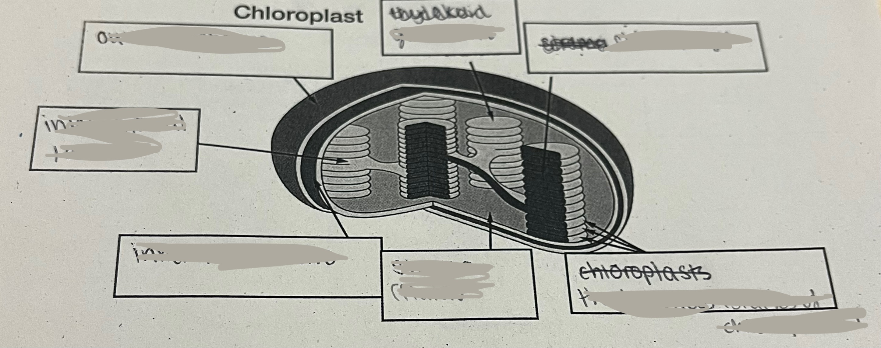 <p>What is the structure of a chloroplast?</p>