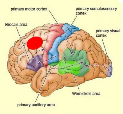 <ul><li><p>writing output pathway </p></li><li><p>above broca’s area </p><ul><li><p>broca’s area organizes signals from posterior language areas —&gt; relays them to exner’s area </p></li></ul></li></ul><p></p>