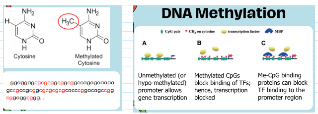 <ul><li><p><span><u>Primarily cytosine methylation in the context of CpG dinucleotides (islands)</u></span></p></li><li><p><span>CpG islands are stretches of DNA (500-1500 bp) with more than 60% GC</span></p></li><li><p><span>Found at promoters and contain the 5' end of the transcript</span></p></li></ul><p></p>