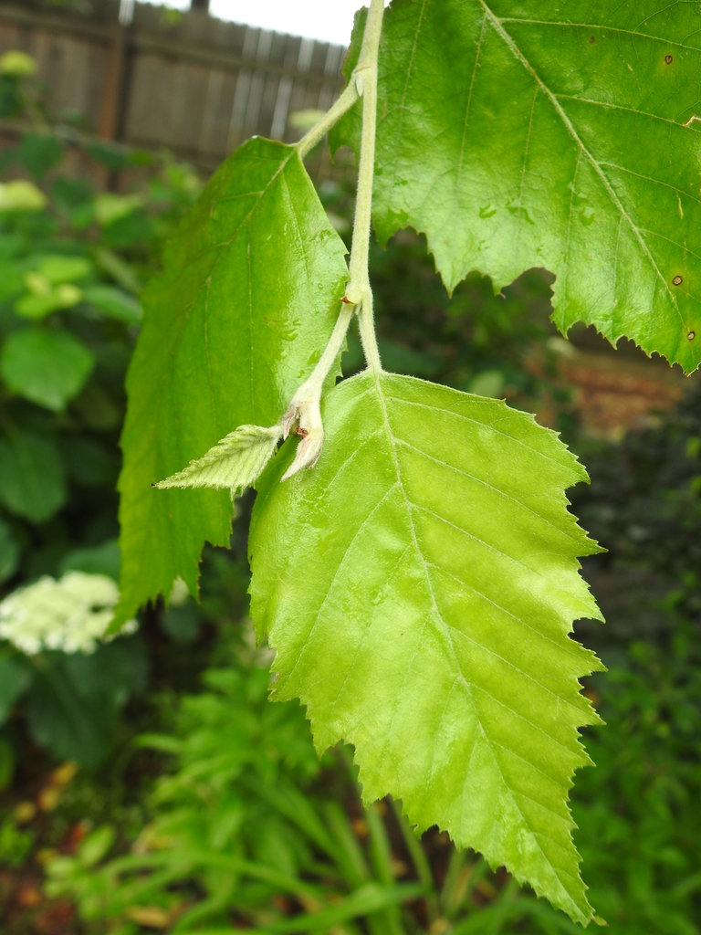 <p>river birch</p>