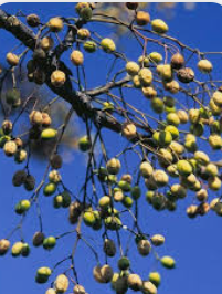 <p></p><p>chinaberry </p><p>leaf→ sharply serrated and [ointed, shiny dark green, hairless </p><p>flower→ purples, showy, fragrant clusters of flowers in spring, fruit→ yellow drupes in clusters </p><p>bark→ large tan, fuzzy buds, bark is green to grey-brown, when young and mature bark has long shallow orange fissures</p>