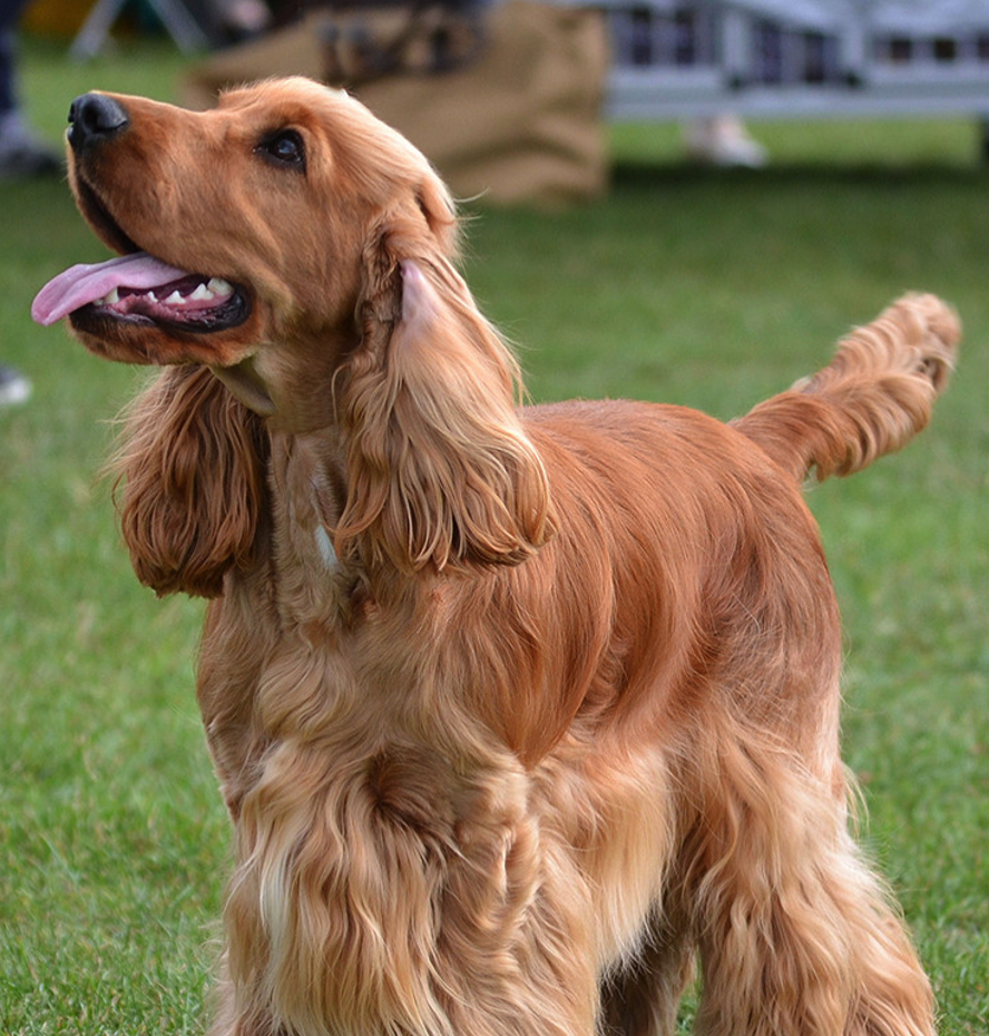 <p><span><span>• Komt uit Engeland</span></span></p>