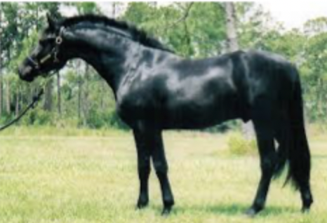 <p>all black horse</p>