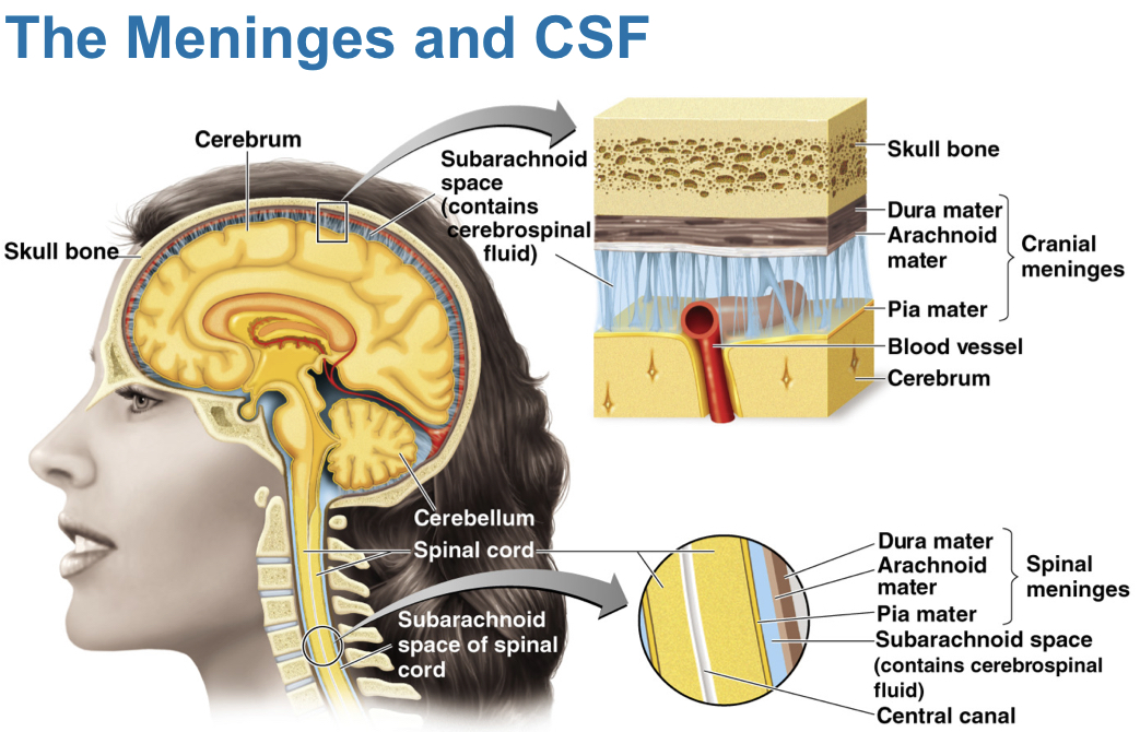 Pia mater: Meninges layer