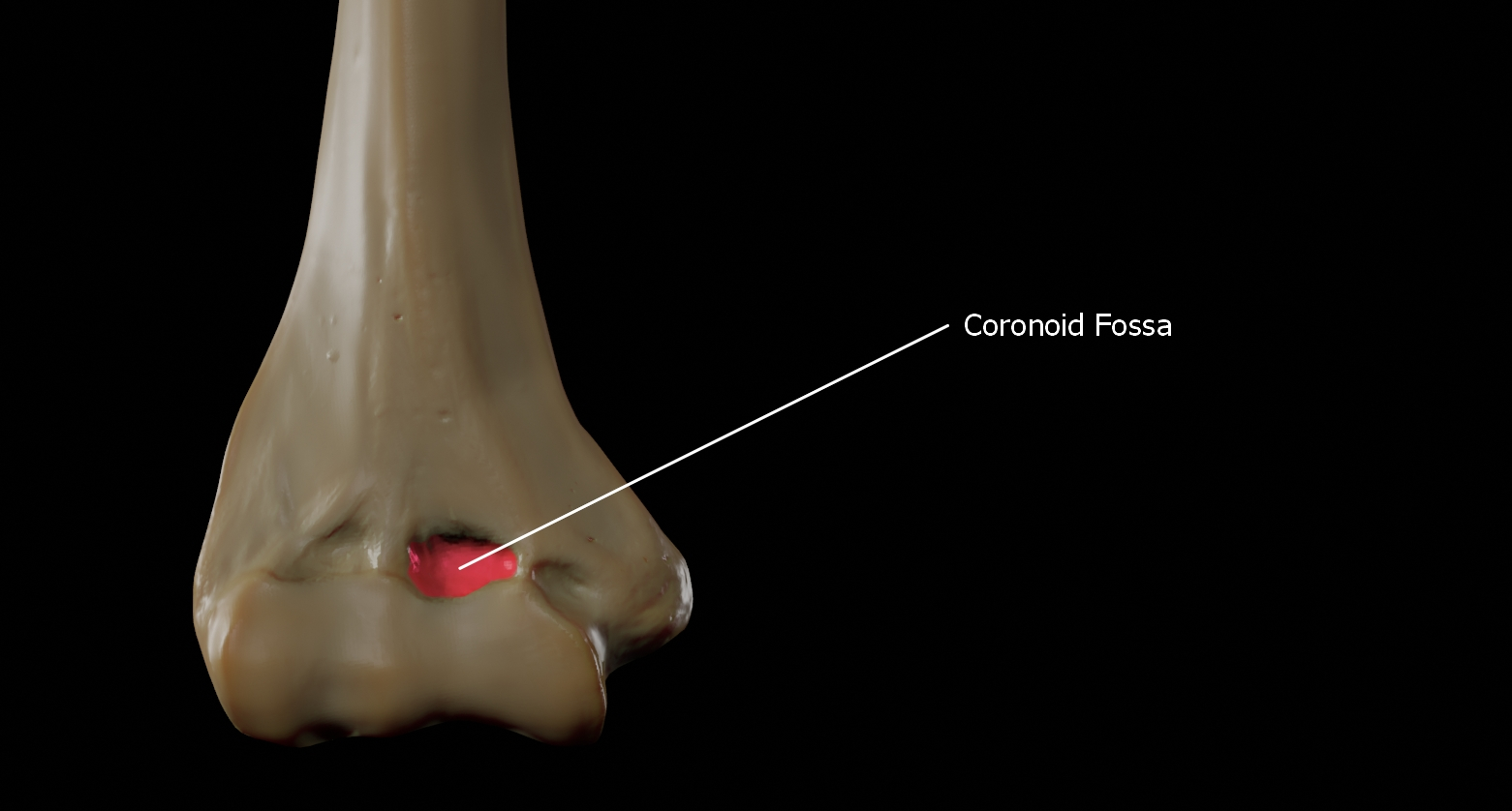 <p>the humerus!!!</p><p>This is where the ulna head comes in when the arm is flexed!</p>