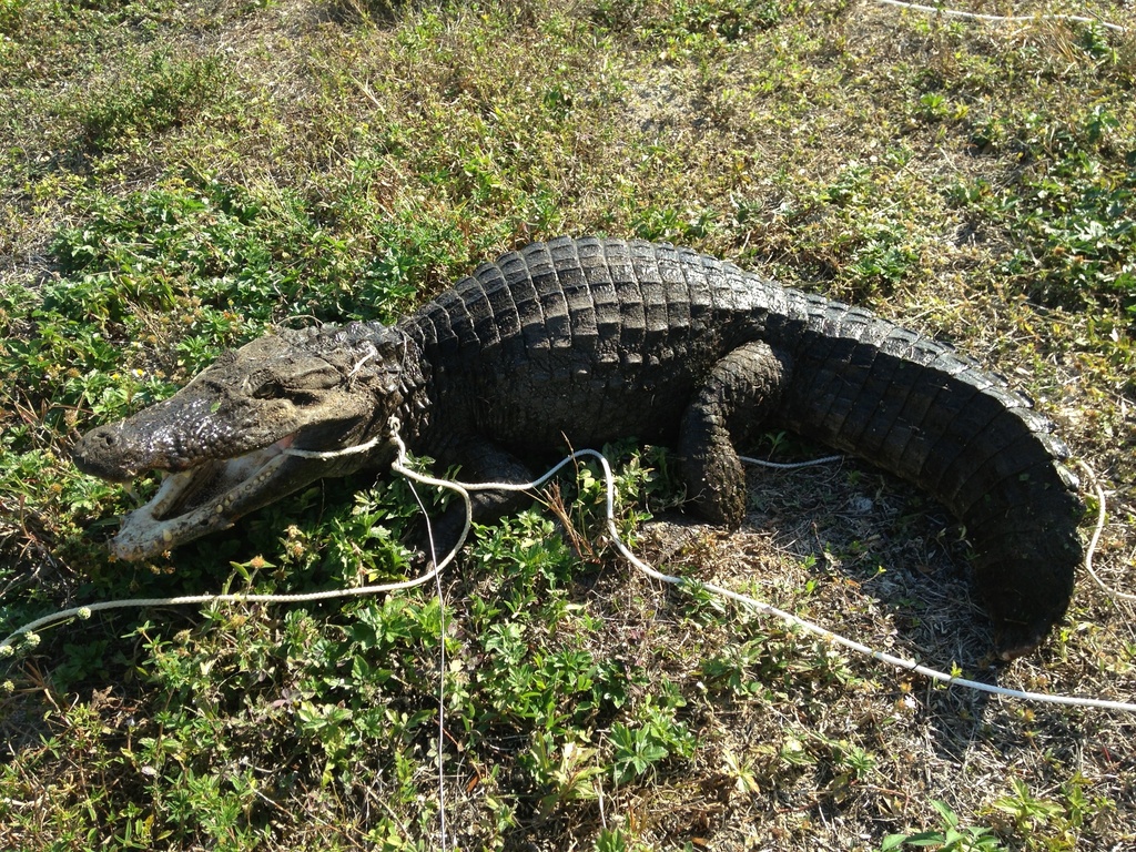 <p>Spectacled Caiman, native to Central/South America, light brown, bony ridge between eyes resembles spectacles</p>